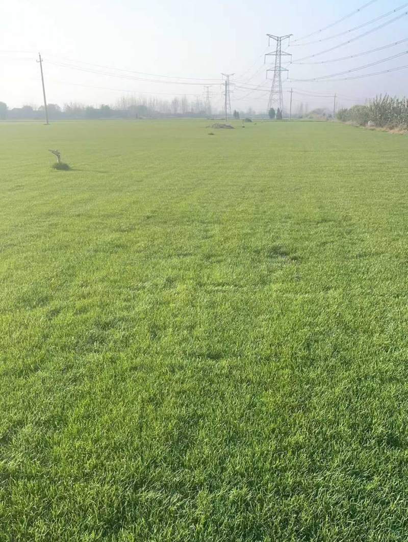 高羊茅草坪 高羊茅草坪