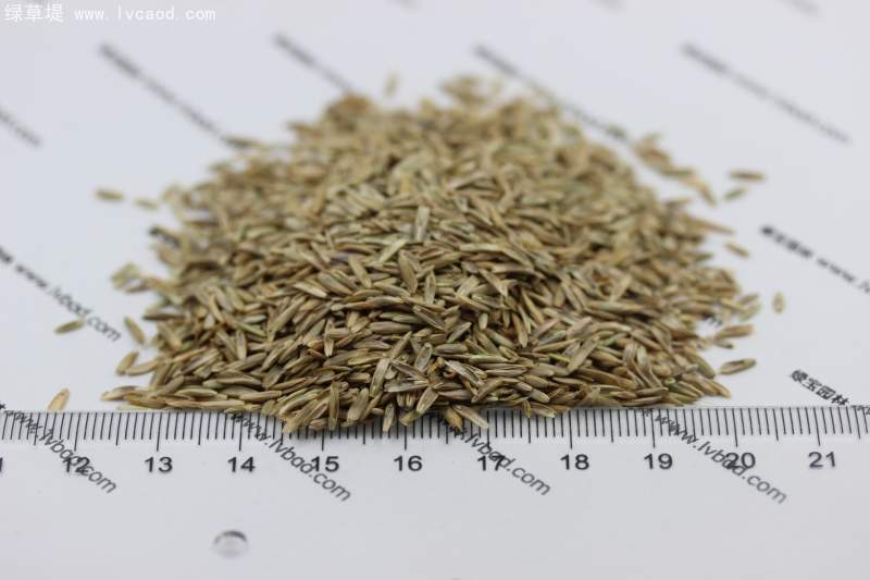 多年生黑麥草種子 多年生黑麥草種子