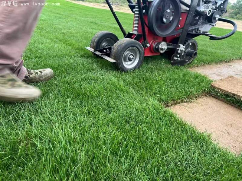 多年生黑麥草草坪 多年生黑麥草草坪